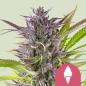Preview: Green Gelato 3 Seeds