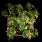 Preview: Cherry Pie Auto 3 Seeds