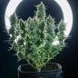 Preview: Cherry Pie Auto 3 Seeds