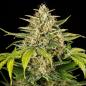 Preview: Cherry Pie Auto 3 Seeds