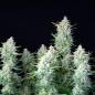 Preview: Green Gelato Auto 3 Seeds