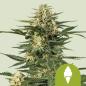 Preview: Cherry Pie Auto 3 Seeds
