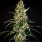 Preview: HulkBerry Auto 3 Seeds