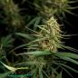 Preview: HulkBerry Auto 3 Seeds