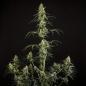 Preview: HulkBerry Auto 3 Seeds
