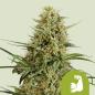Preview: HulkBerry Auto 3 Seeds