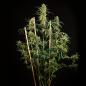 Preview: HulkBerry Auto 3 Seeds