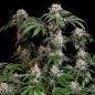 Preview: Royal Queen Seeds - Lemon Shining Silver Haze 3 Seeds