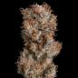 Preview: Royal Queen Seeds - Lemon Shining Silver Haze 3 Seeds