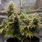 Preview: Royal Queen Seeds - Lemon Shining Silver Haze 3 Seeds