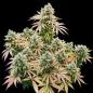 Preview: Royal Queen Seeds - Lemon Shining Silver Haze 3 Seeds