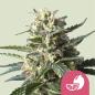 Preview: Royal Queen Seeds - Lemon Shining Silver Haze 3 Seeds