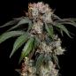 Preview: Royal Queen Seeds - Lemon Shining Silver Haze 3 Seeds
