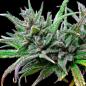 Preview: Royal Queen Seeds - Northern Light 3 Seeds