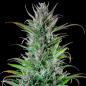 Preview: Royal Queen Seeds - Northern Light 3 Seeds