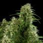 Preview: Northern Light Auto 3 Seeds