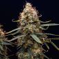 Preview: Northern Light Auto 3 Seeds