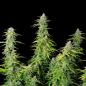 Preview: Northern Light Auto 3 Seeds