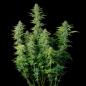 Preview: Northern Light Auto 3 Seeds