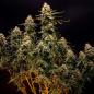 Preview: Northern Light Auto 3 Seeds