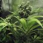 Preview: Royal Queen Seeds - Northern Light 3 Seeds