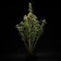 Preview: NYC Sour D Auto 3 Seeds