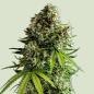 Preview: NYC Sour D Auto 3 Seeds