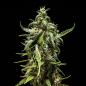 Preview: NYC Sour D Auto 3 Seeds