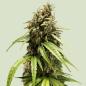 Preview: Royal Queen Seeds - Orion F1 3 Seeds