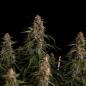 Preview: Royal Queen Seeds - Orion F1 3 Seeds