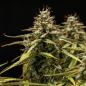 Preview: Royal Queen Seeds - Orion F1 3 Seeds
