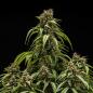 Preview: Royal Queen Seeds - Orion F1 3 Seeds