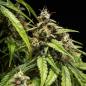Preview: Royal Queen Seeds - Orion F1 3 Seeds