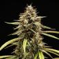 Preview: Royal Queen Seeds - Orion F1 3 Seeds