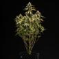 Preview: Royal Queen Seeds - Orion F1 3 Seeds