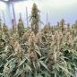 Preview: Royal Queen Seeds - Orion F1 3 Seeds
