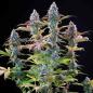 Preview: Royal Queen Seeds - Punch Pie 3 Seeds