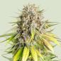 Preview: Royal Queen Seeds - Punch Pie 3 Seeds