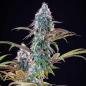 Preview: Royal Queen Seeds - Punch Pie 3 Seeds