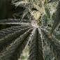 Preview: Royal Queen Seeds - Punch Pie 3 Seeds