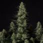 Preview: Royal Queen Seeds - Punch Pie 3 Seeds