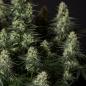 Preview: Royal Queen Seeds - Punch Pie 3 Seeds