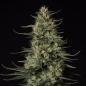 Preview: Royal Queen Seeds - Punch Pie 3 Seeds