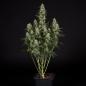 Preview: Royal Queen Seeds - Punch Pie 3 Seeds
