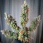 Preview: Royal Queen Seeds - Punch Pie 3 Seeds