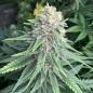 Preview: Royal Queen Seeds - Purple Queen 3 Seeds