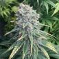 Preview: Royal Queen Seeds - Purple Queen 3 Seeds