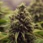 Preview: Royal Queen Seeds - Purple Queen 3 Seeds