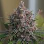 Preview: Royal Queen Seeds - Purple Queen 3 Seeds