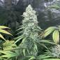 Preview: Royal Queen Seeds - Purple Queen 3 Seeds
